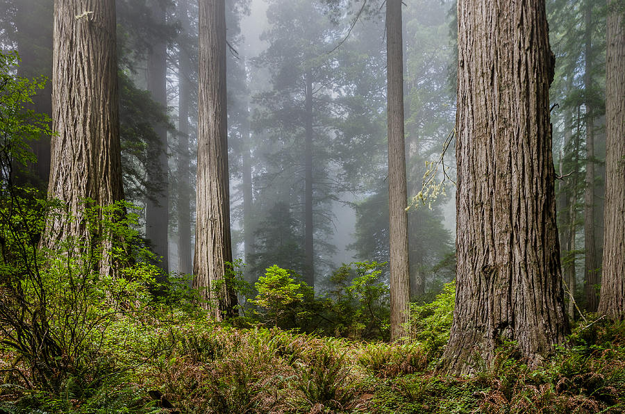 Redwood National Park Photograph - Heart of the Forest by Greg Nyquist