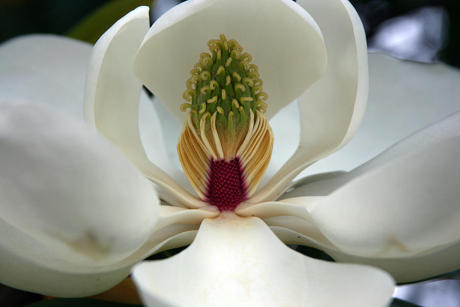 Heart of the magnolia Photograph by Andy Lawless
