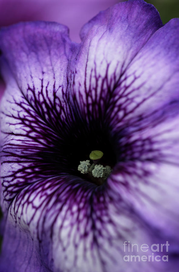 Heart of the Purple Petunia Photograph by Sarah Schroder