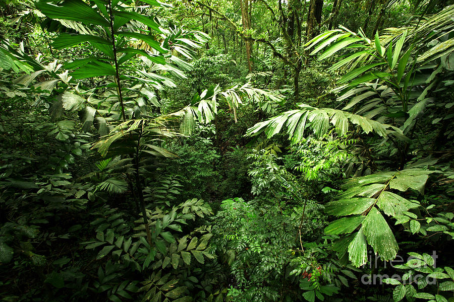 Heart of the Rain Forest - Costa Rica Photograph by Matt Tilghman