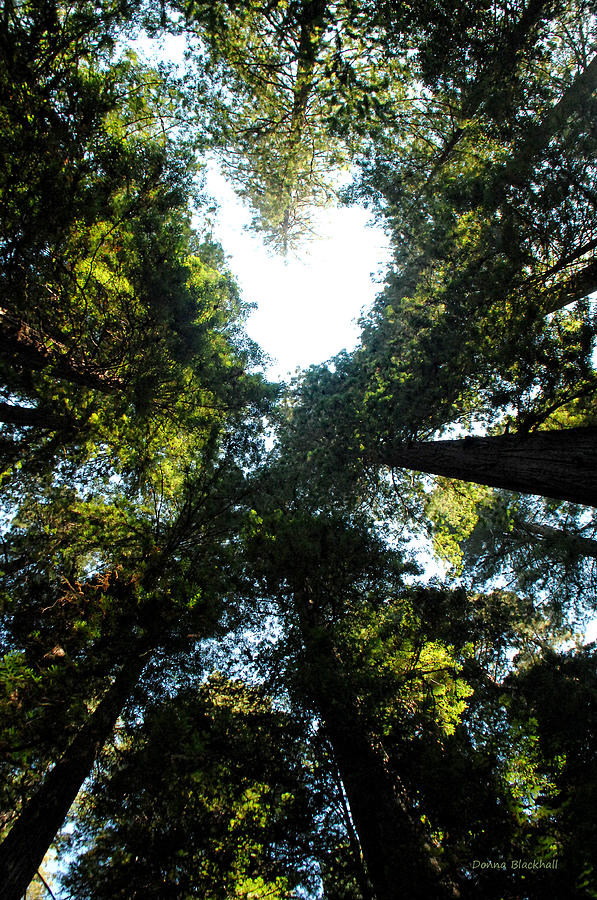 Heart Of The Redwoods Photograph by Donna Blackhall