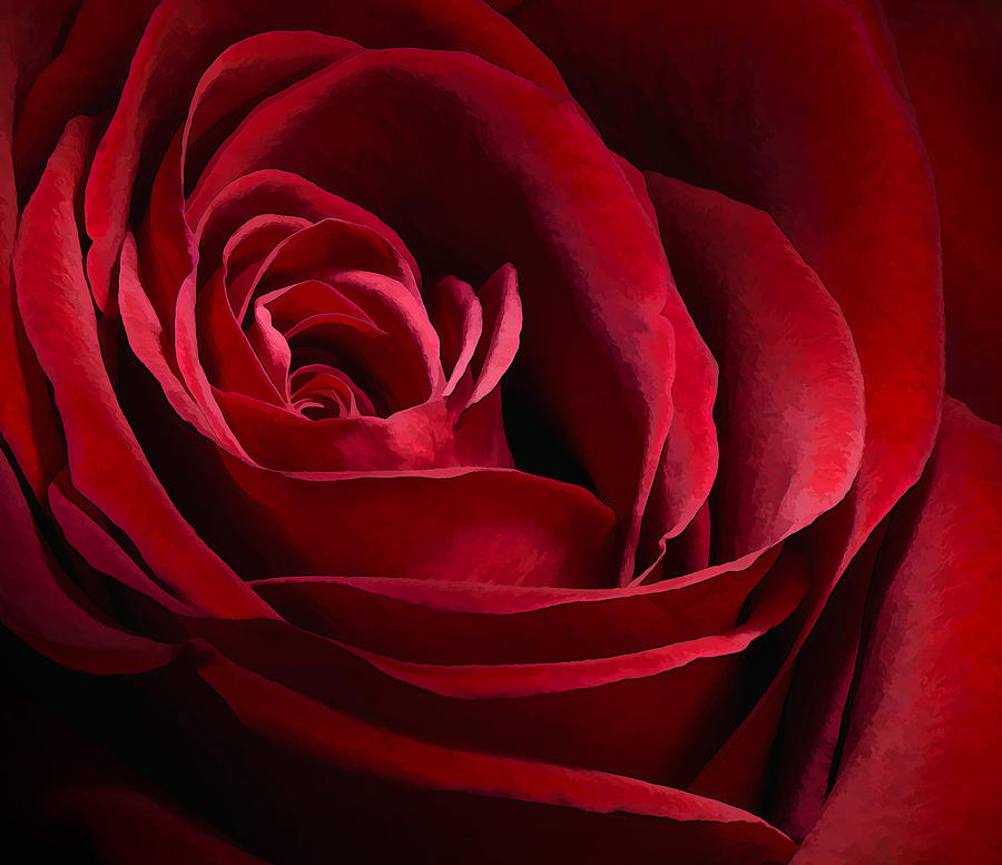 Heart of the Rose Photograph by Linda Szabo