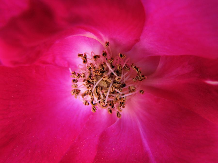 Heart Of The Rose 2 Photograph by Lora Fisher