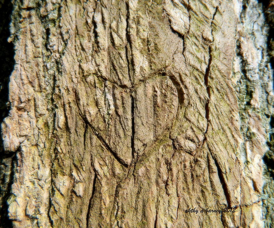 Heart of the Tree Photograph by Kathy Barney