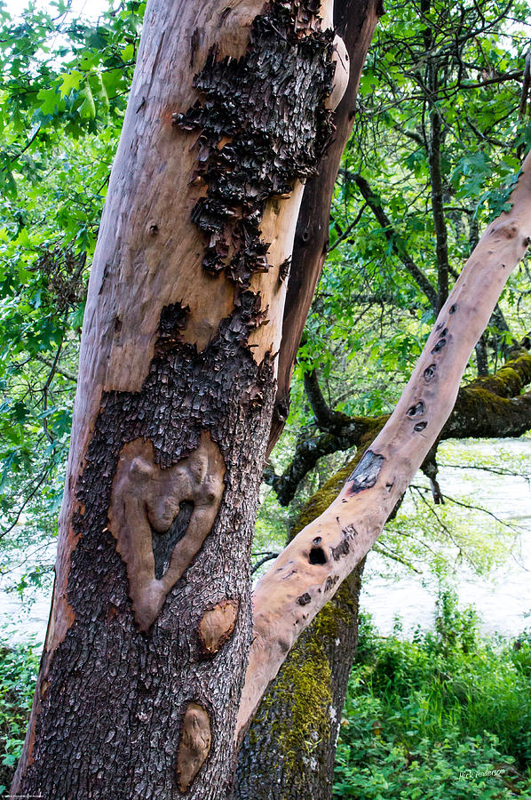 Heart of the Tree Photograph by Mick Anderson