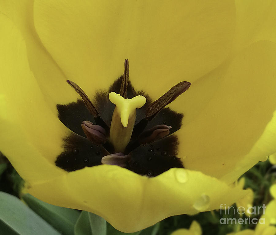 Heart Of The Tulip Photograph by Arlene Carmel