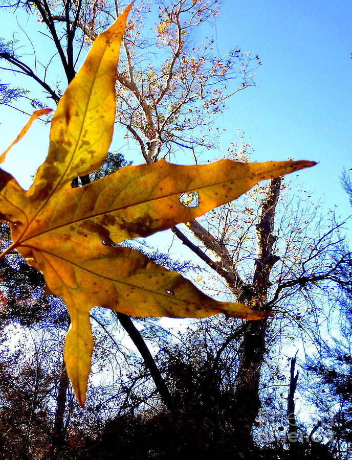 Heart Peep Hole Sycamore Leaf Photograph by Mars Besso Heart Peep Hole Sycamore Leaf Photograph by Mars Besso