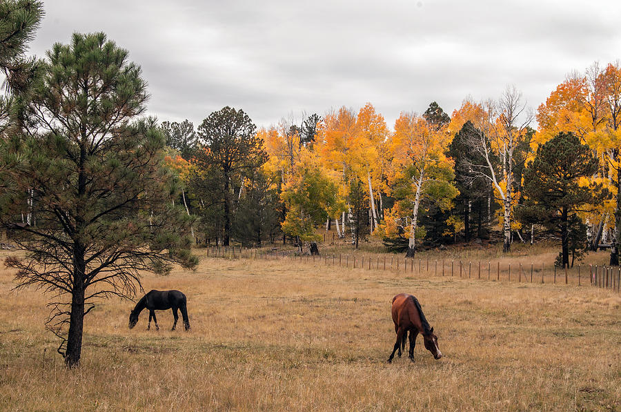 Heart Prairie Horses Photograph by Tam Ryan