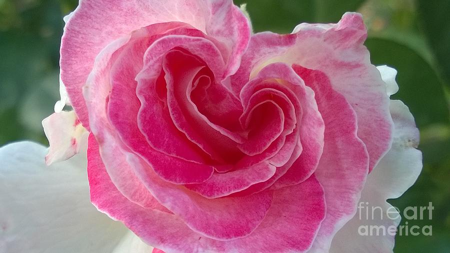 Rose Photograph - Heart Rose by Katrina Roberts