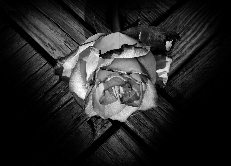 Heart Rose Photograph by Luke Moore