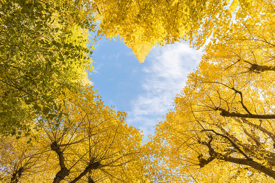Heart shape among yellow ginkgo trees, Japan Photograph by © Marco Bottigelli