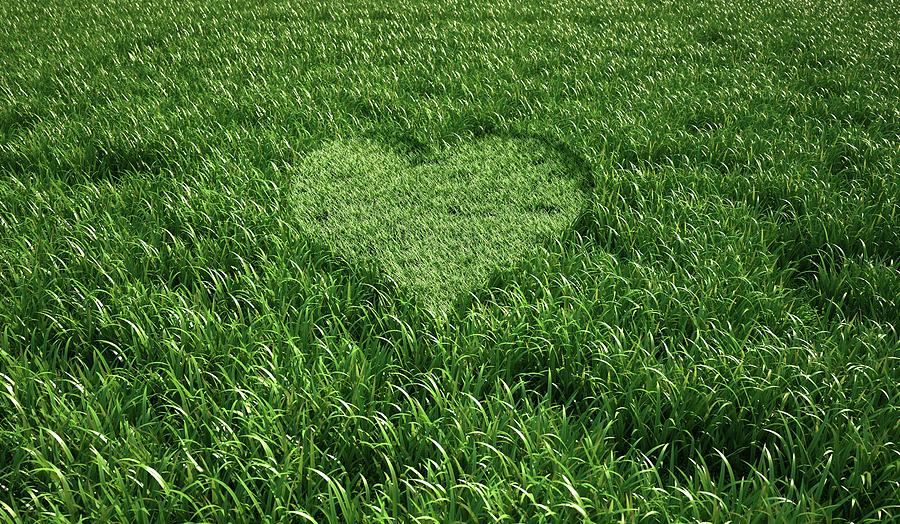 Heart-shaped Grass Photograph by Leonello Calvetti/science Photo ...