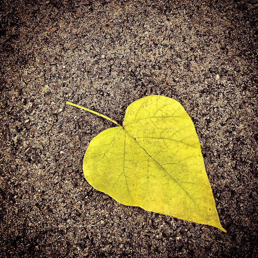 Heart Shaped Leaf on Pavement Photograph by Angela Rath