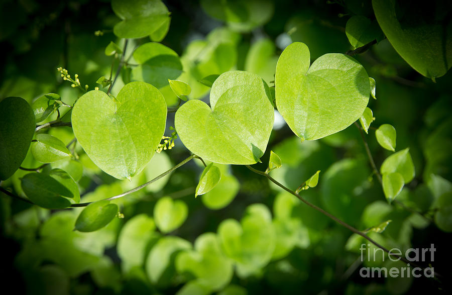 Heart shaped leaves closeup. Photograph by Ingela Christina Rahm