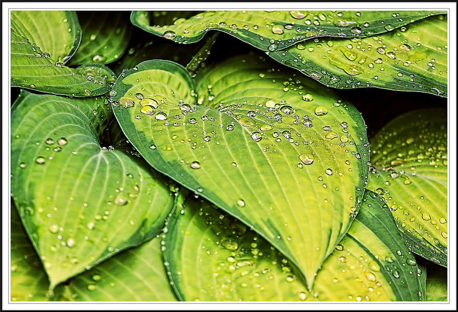 Heart Shaped Leaves With Water Drops Photograph