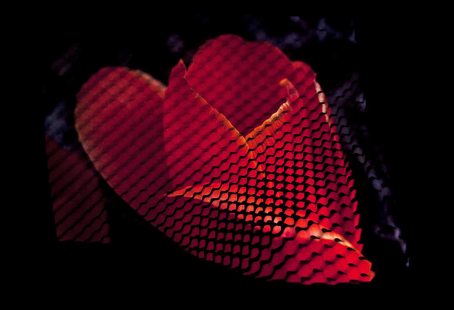 Heart Shaped Rose Photograph by Doug Davidson