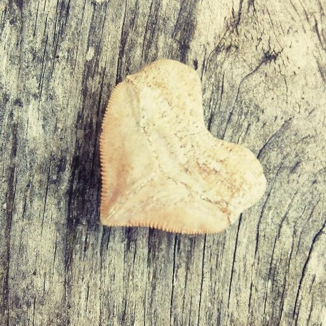 Nature Photograph - Heart Shaped Sharks Tooth #shark #tooth by Candy Floss Happy