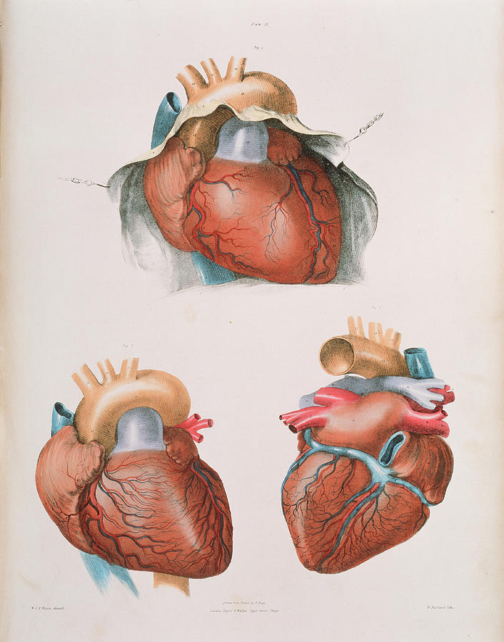 Heart Photograph by Sheila Terry/science Photo Library | Fine Art America