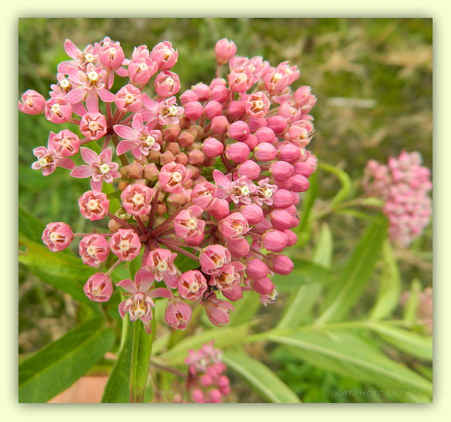 Heart-Shaped Cluster Pink Photograph by Kathy Barney