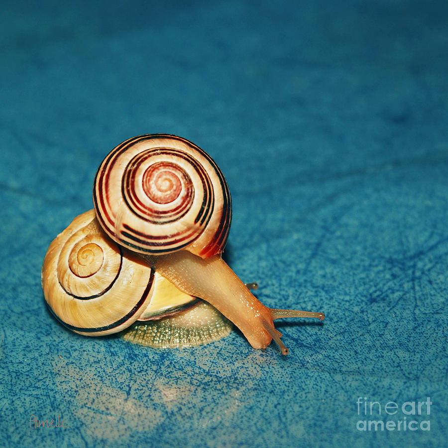 Heart Snails Photograph by Aimelle Ml