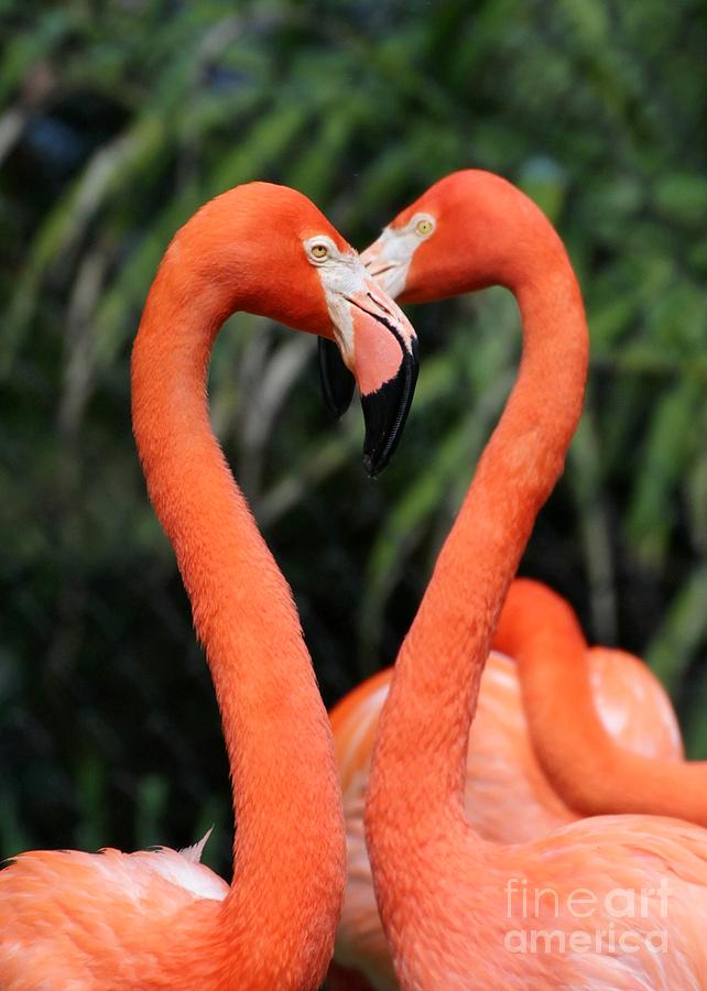 Heart to Heart Flamingos Photograph by Sabrina L Ryan
