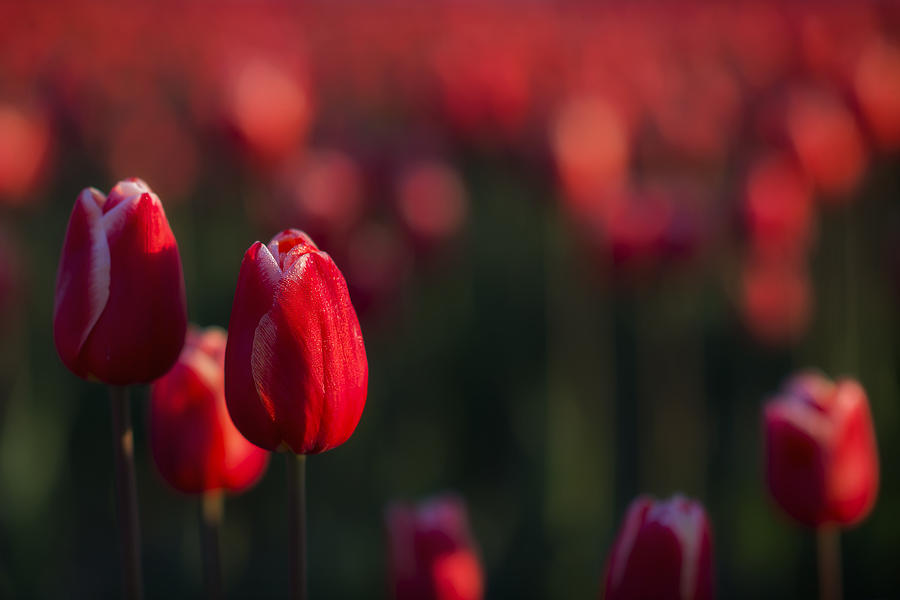 Heart Tulips Photograph by Ryan Manuel