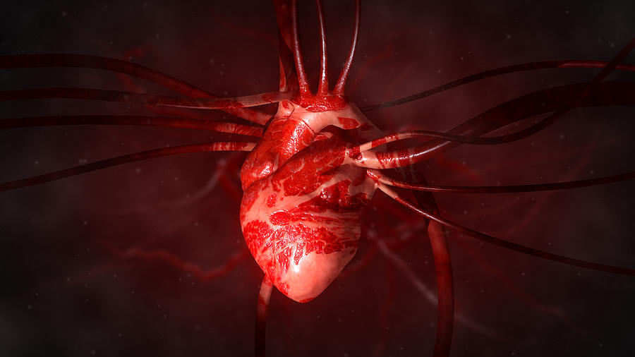 Heart with arteries and veins Photograph by Noctiluxx