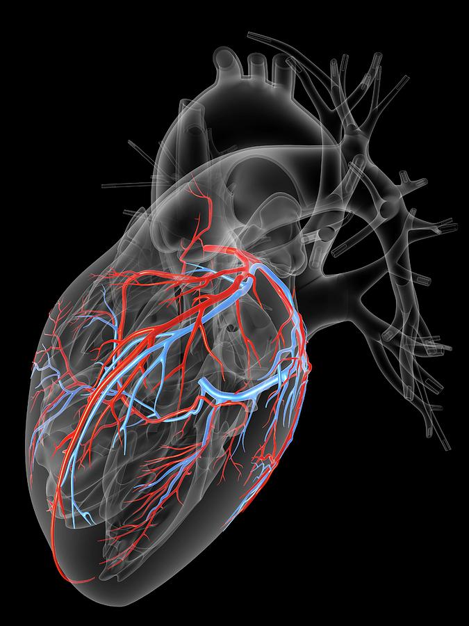 Portrait Photograph - Heart With Coronary Vessels by Pasieka