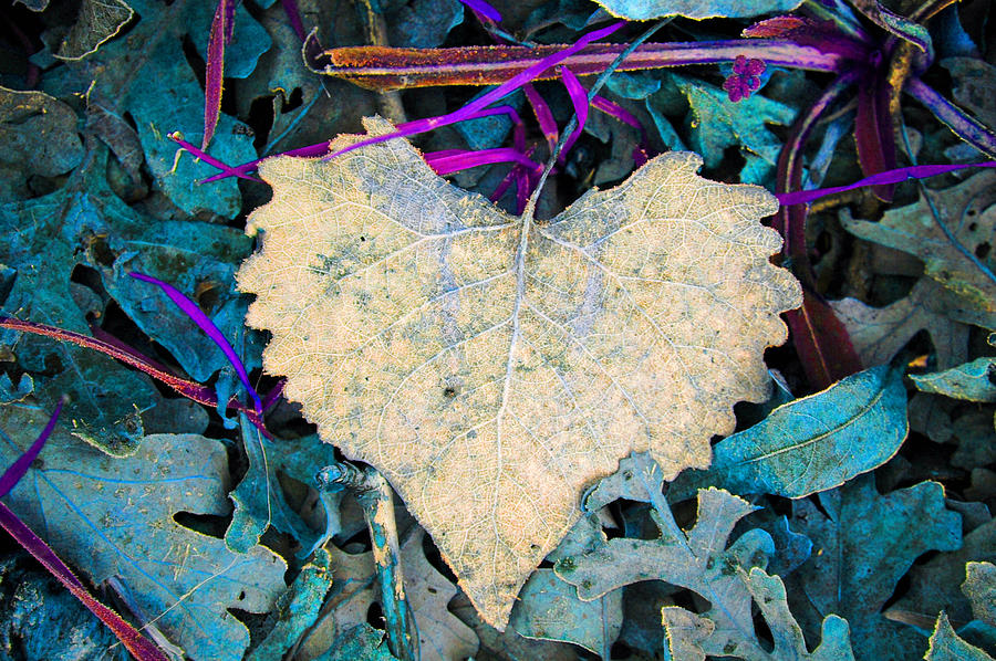 Heartfelt Leaf Photograph by Holly Blunkall