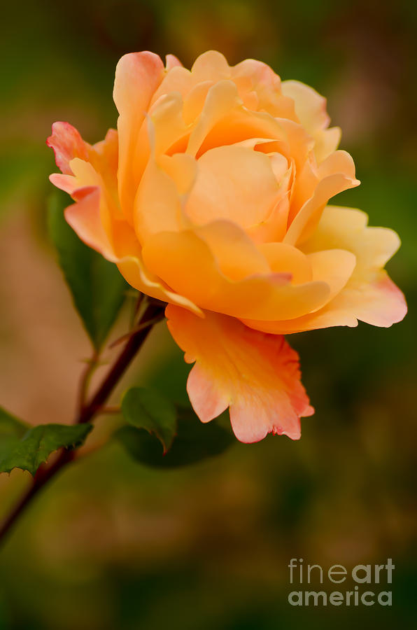 Heartfelt Rose Photograph by Nick Boren