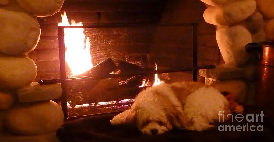 Hearth Warming Dog Photograph by Susan Garren