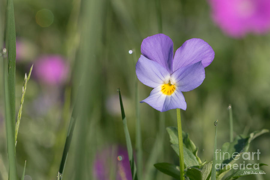 Hearts Ease Wild Viola Photograph by Jivko Nakev
