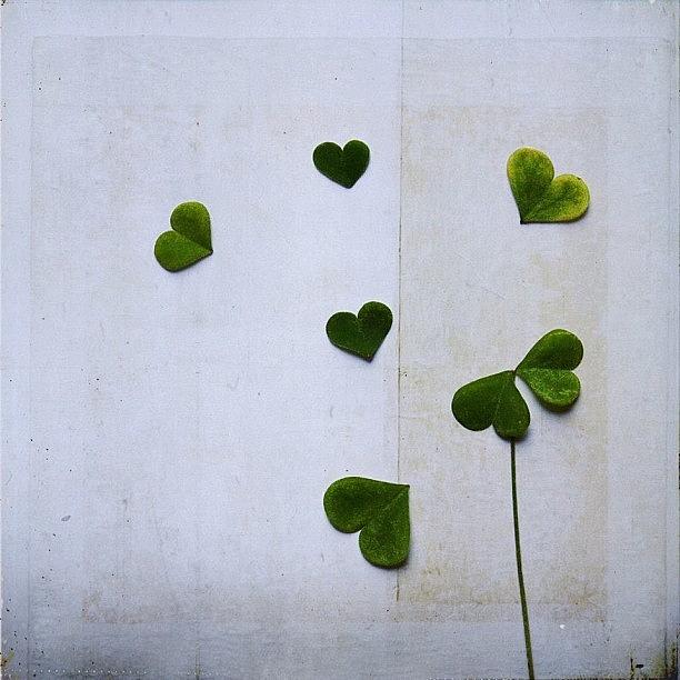 Nature Photograph - #hearts #nature #plant #clover #leaves by Sarah Skeen