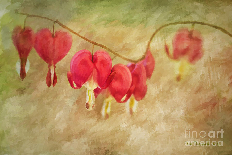Hearts On A String Photograph by Linda Blair