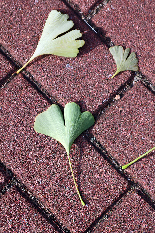 Hearts on Brick Photograph by Jennifer Robin