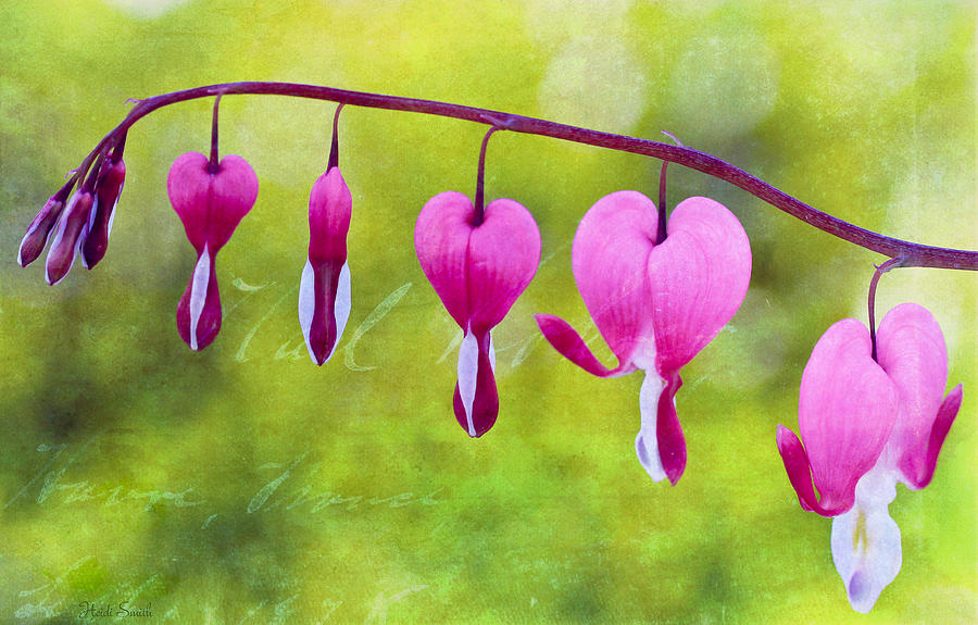 Hearts On The Line Photograph by Heidi Smith