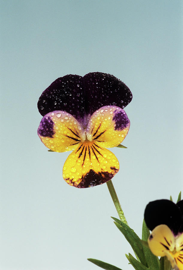 Heartsease Flower Photograph by Brian Gadsby/science Photo Library