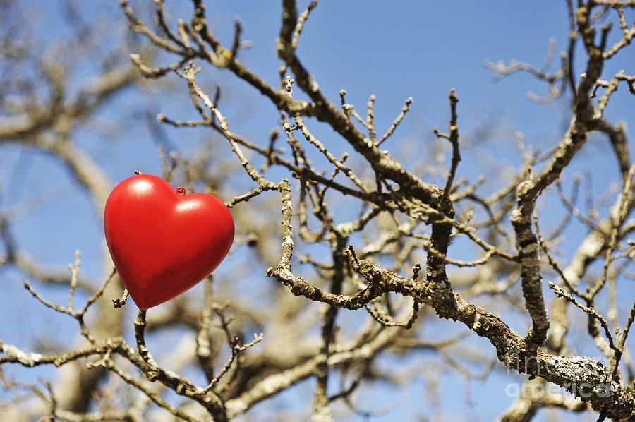 Heartshape on dead tree branches Photograph by Sami Sarkis