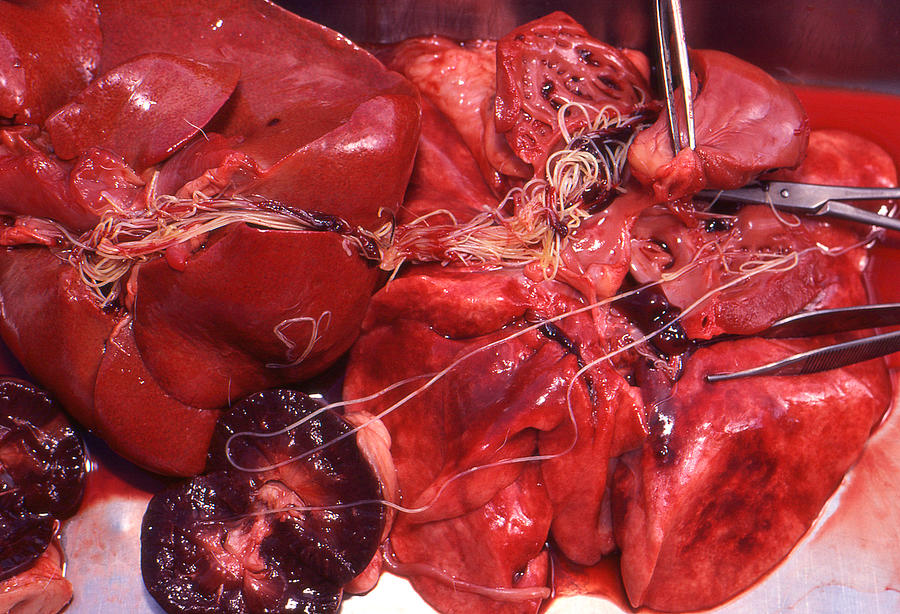 heartworm, Dirofilaria immitis, in organs at necropsy Photograph by NNehring
