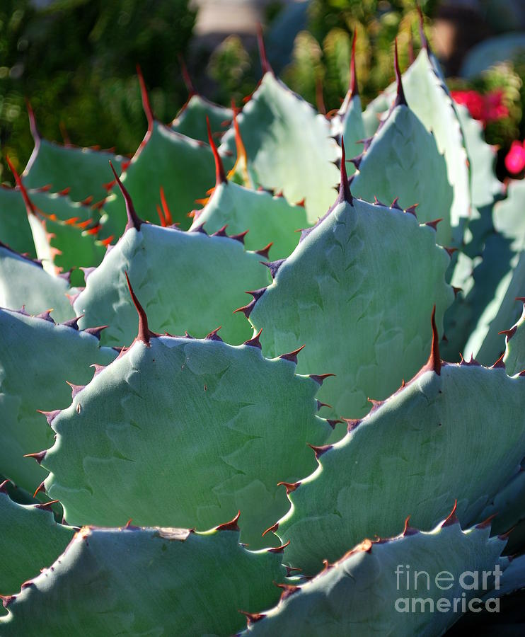 Hearty Succulents Photograph