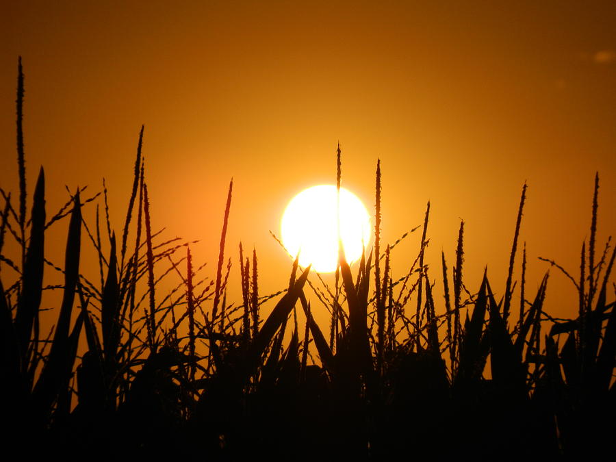 Heat of Summer Photograph by Danny Murphy - Fine Art America