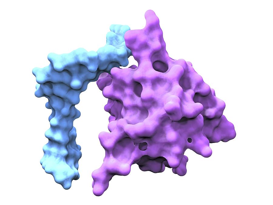 heat-shock-factor-protein-photograph-by-alfred-pasieka-science-photo