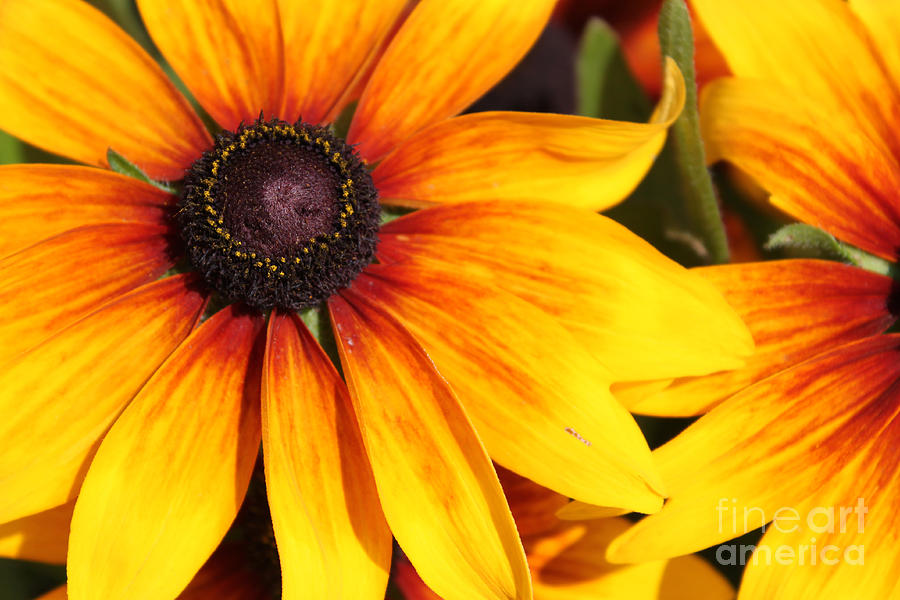 Black Eyed Susan Photograph by Cathy Beharriell
