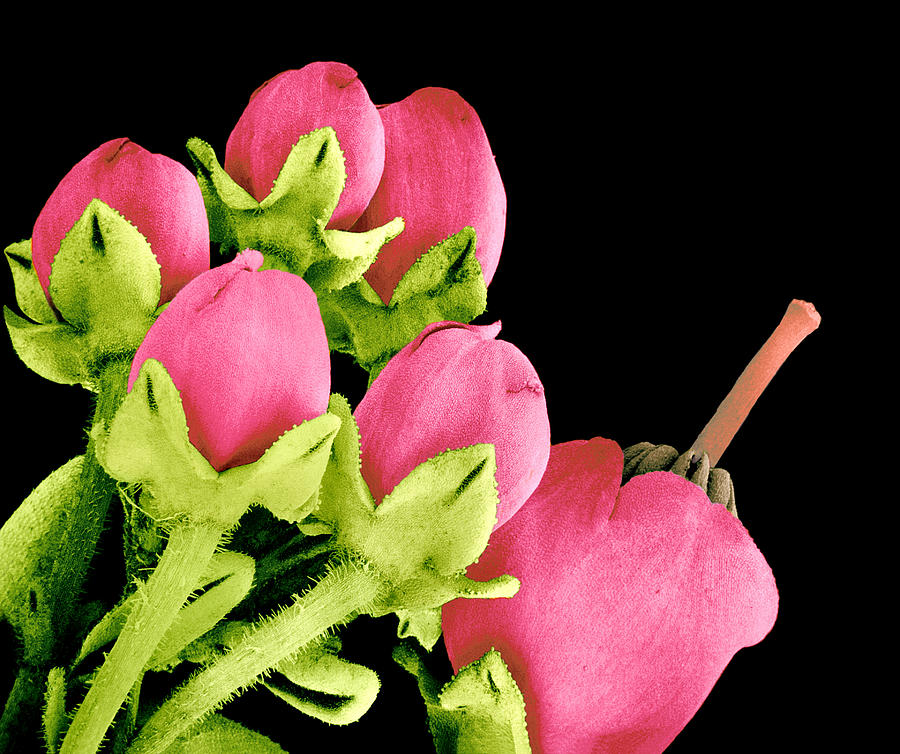 Heath Photograph - Heath Flowers by Susumu Nishinaga Heath Photograph - Heath Flowers by Susumu Nishinaga
