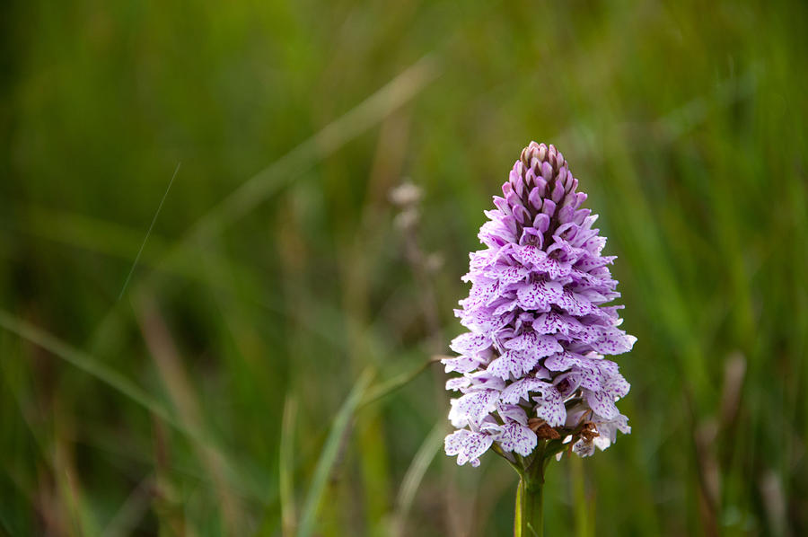 Heath Spotted Orchid Photograph by Rob Hemphill