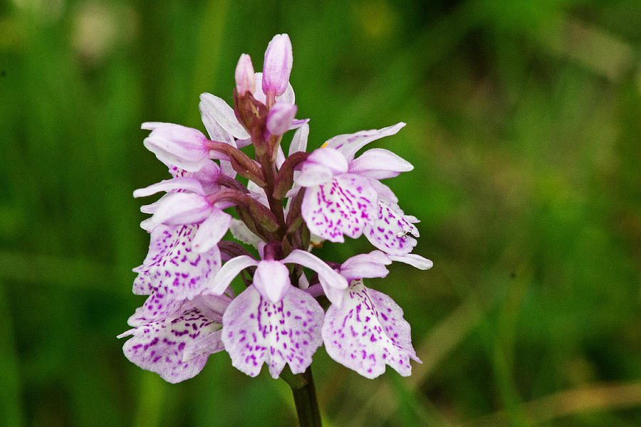 Heath Spotted Orchid Photograph by Tony Murtagh