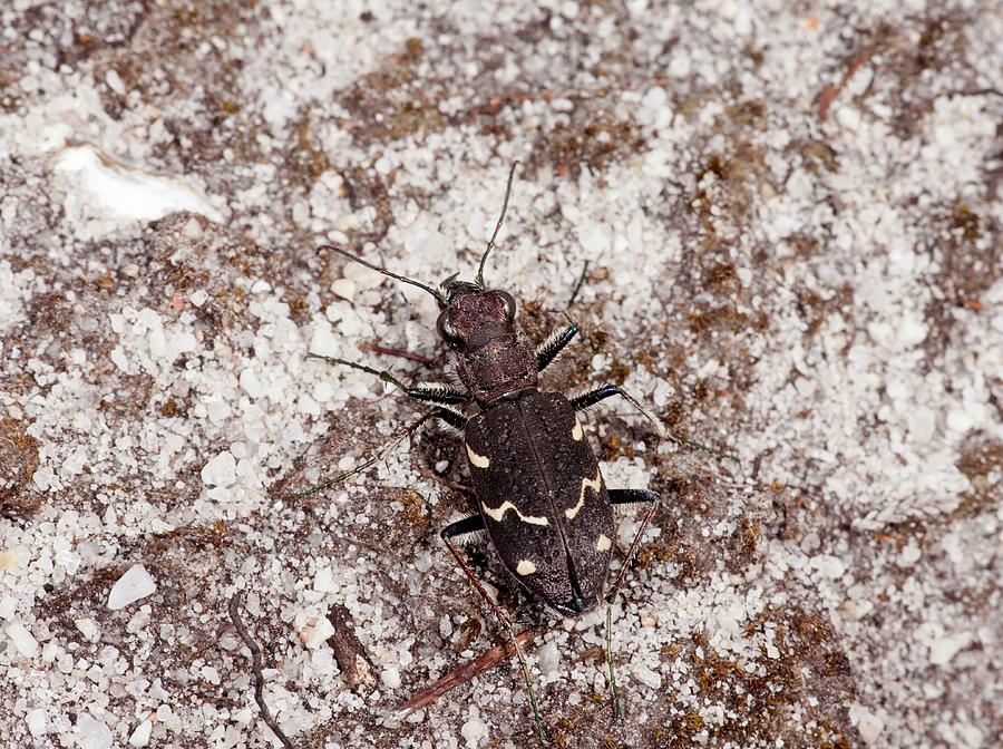 Heath Tiger Beetle Photograph by Bob Gibbons