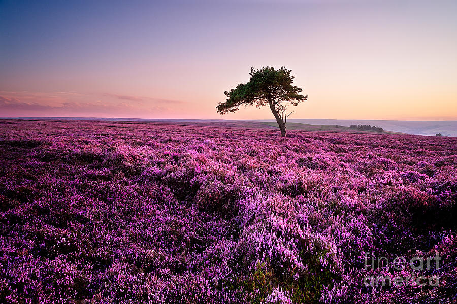 Sunset Photograph - Heather at Sunset #2 by Janet Burdon