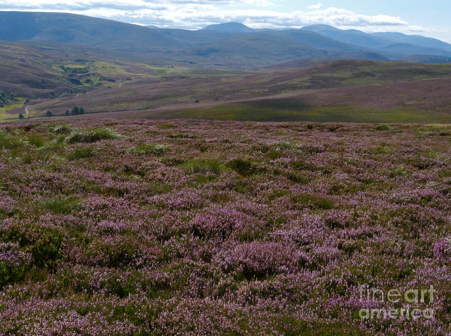 Heather Moor - Cairngorms - Scotland Photograph by Phil Banks