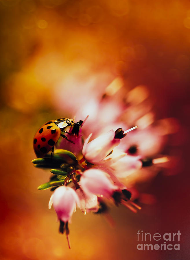 Flower Photograph - Heathers by Jaroslaw Blaminsky